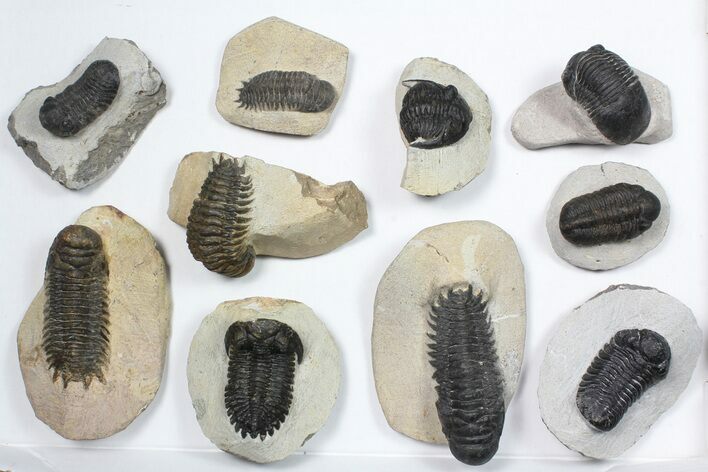 Lot: Assorted Devonian Trilobites - Pieces #84734